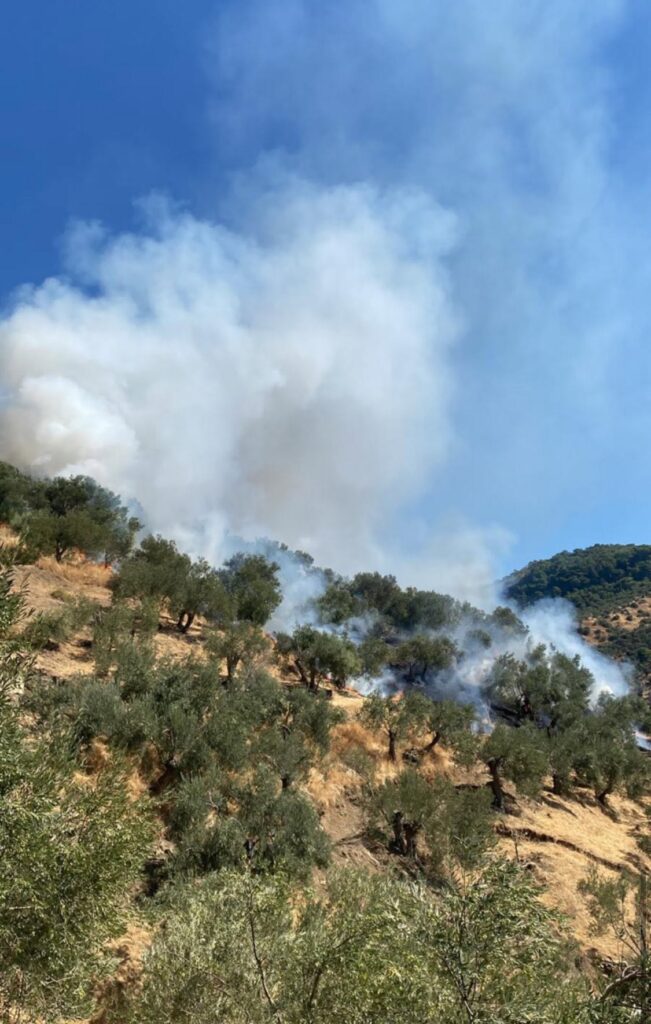 Ayvacık Arıklı’da Zeytinlik Yangını: Havadan ve Karadan Müdahale Sürüyor içerik görseli