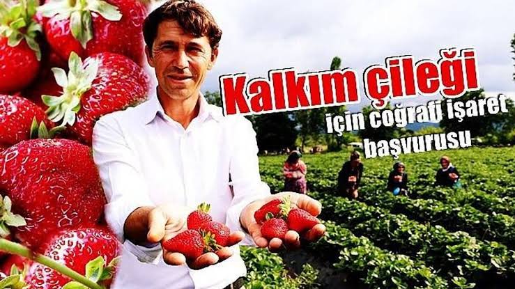 Kalkım Çilek Bahçeleri: Hasat ve Üretici Ziyareti Rehberi